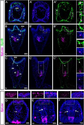 New Neuronal Subtypes With a “Pre-Pancreatic” Signature in the Sea Urchin Stongylocentrotus purpuratus